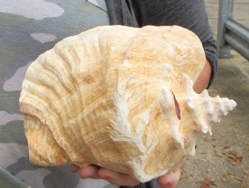 For sale 9" Huge Pink Conch Shell - $22