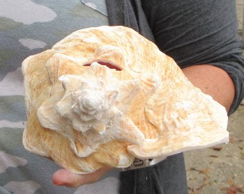 For sale 9" Huge Pink Conch Shell - $22