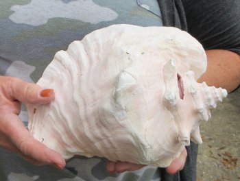 For sale 9" Huge Pink Conch Shell - $22