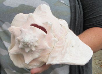 For sale 9" Huge Pink Conch Shell - $22