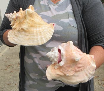 Buy this 2 pc lot of 8" Pink Conchs - $32/lot