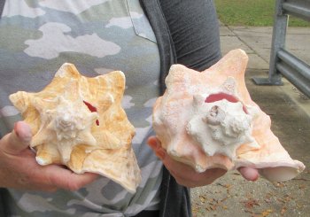 Buy this 2 pc lot of 8" Pink Conchs - $32/lot