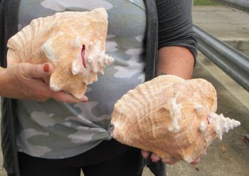 Buy this 2 pc lot of 8" Pink Conchs - $32/lot