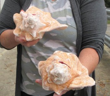 Buy this 2 pc lot of 8" Pink Conchs - $32/lot