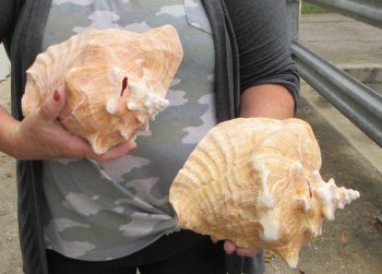 Buy this 2 pc lot of 8" Pink Conchs - $32/lot