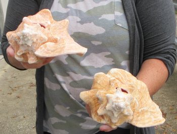 Buy this 2 pc lot of 8" Pink Conchs - $32/lot