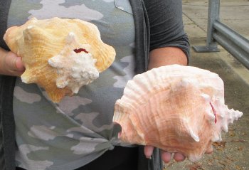 Buy this 2 pc lot of 8" Pink Conchs - $32/lot
