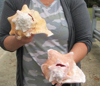 Buy this 2 pc lot of 8" Pink Conchs - $32/lot