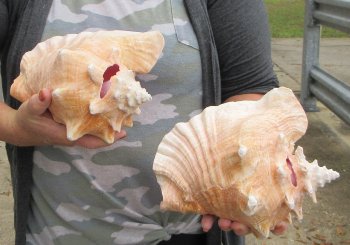 Buy this 2 pc lot of 8" Pink Conchs - $32/lot