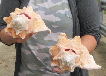 Buy this 2 pc lot of 8" Pink Conchs - $32/lot