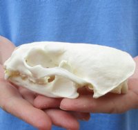 4-5/8 by 2-7/8 inches North American Otter Skull - You are buying this one for $37.00