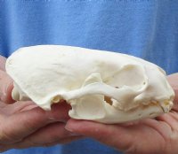 4-5/8 by 2-7/8 inches North American Otter Skull - You are buying this one for $37.00