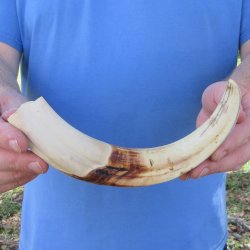 10" Ivory Tusk from African Warthog 