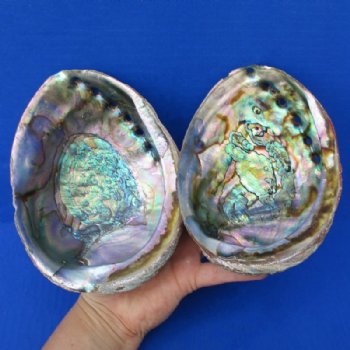 Abalone Shells Hand Picked