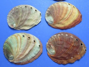 Abalone Shells Wholesale