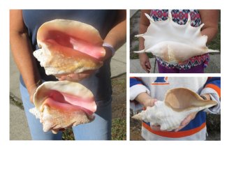 Conch Shells Hand Picked Pricing