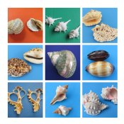 Bulk Medium Shells for Crafts 2