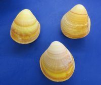 Wholesale Yellow Giant Pacific Cockle shell pairs 4" to 4-3/4" - 6 pcs @ $1.95 pair;  24 pcs @ $1.75 pair 