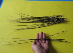 50 Thin African Porcupine Quills 15 inches up to 18 inches - Packed 50 @ .65 each