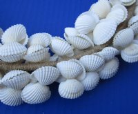 Wholesale White Cardium Shell Wreaths decor - 2 pcs @ $7.75 each