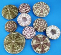 Wholesale Alfonso Sea Urchins 2-1/2 inches to 4 inches (assorted sizes) - 10 pcs @ $.65 each