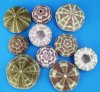 Wholesale Alfonso Sea Urchins 2-1/2 inches to 4 inches (assorted sizes) - Case of 180 pcs @ $.75 each 