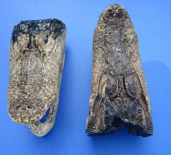 7 to 8-1/2 inch B-Grade alligator heads (2 pc, 8 pc)