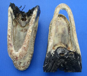 7 to 8-1/2 inch B-Grade alligator heads (2 pc, 8 pc)