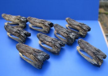 7 to 8-1/2 inch B-Grade alligator heads (2 pc, 8 pc)