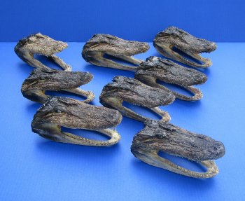 7 to 8-1/2 inch B-Grade alligator heads (2 pc, 8 pc)