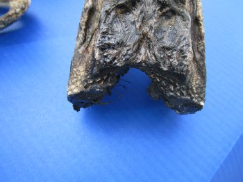 7 to 8-1/2 inch B-Grade alligator heads (2 pc, 8 pc)