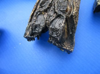 7 to 8-1/2 inch B-Grade alligator heads (2 pc, 8 pc)