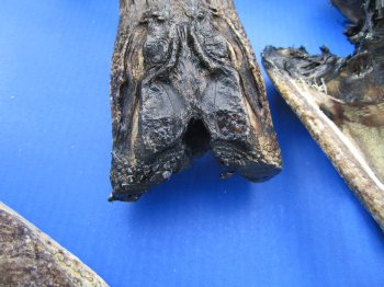 7 to 8-1/2 inch B-Grade alligator heads (2 pc, 8 pc)