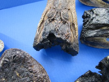 7 to 8-1/2 inch B-Grade alligator heads (2 pc, 8 pc)