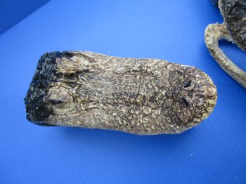 7 to 8-1/2 inch B-Grade alligator heads (2 pc, 8 pc)