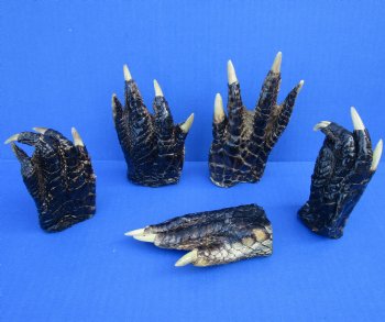 Large Alligator Feet 3 to 4-1/2 inch (5 @ $3.50 ea, 30 @ $3 ea)