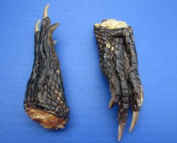 Wholesale Cured in formaldehyde Louisiana Alligator Feet 1-1/2 inches to 4 inches -  20 pcs @ $1.00 each; 100 pcs @ $.85 each