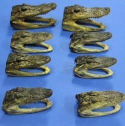 Wholesale Alligator Heads 4-7/8"-6" -20  pcs @ $7.75 each