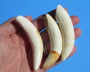 Alligator Teeth and Necklaces