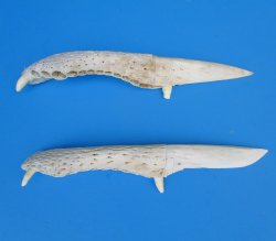 Alligator Jaw Bone ...