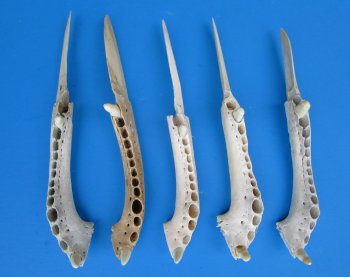 Alligator Jaw Bone Knives 10" to 11" - $18.00 each; 8 pcs @ $16.20 each
