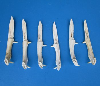 Alligator Jaw Bone Knives 6 to 7 inches - 2 pcs @ $10.00 each; 12 pcs @ $9.00 each
