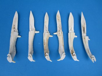 Alligator Jaw Bone Knives 7 inches - 2 pcs @ $12.00 each; 8 pcs @ $10.80 each