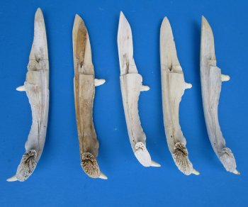 Alligator Jaw Bone Knives 8 inches - $15.00 each; 8 pcs @ $13.50 each