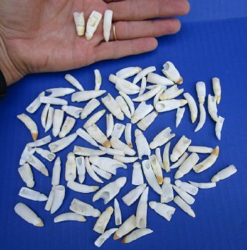 Wholesale Alligator Teeth - 1 to 1-3/8 inches - 10 pcs @ $1.25 each; 50 pcs @ $1.12 each 