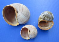 Wholesale Apple Snails for shell crafts 2-1/2 inch to 3-1/2 inch - Case of 150 pcs @ $.65 each