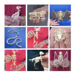 Articulated Animal Skeletons