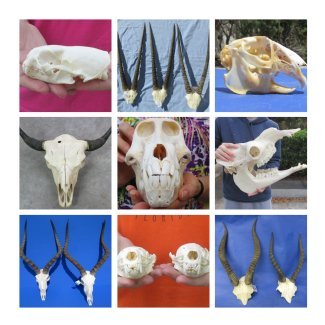 Animal Skulls Hand Picked Pricing