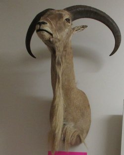 Aoudad Ram/Sheep Sh...