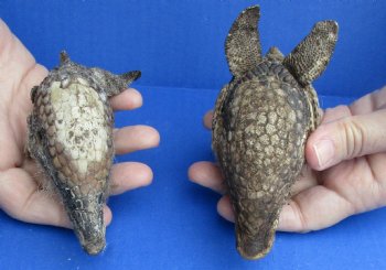 Wholesale Armadillo head, cured in formaldehyde 5 to 6 inches - $20 each